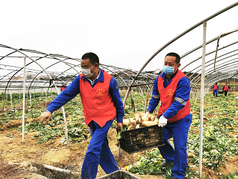 愛心蘿卜無人收,衡鋼志愿者出手相助!